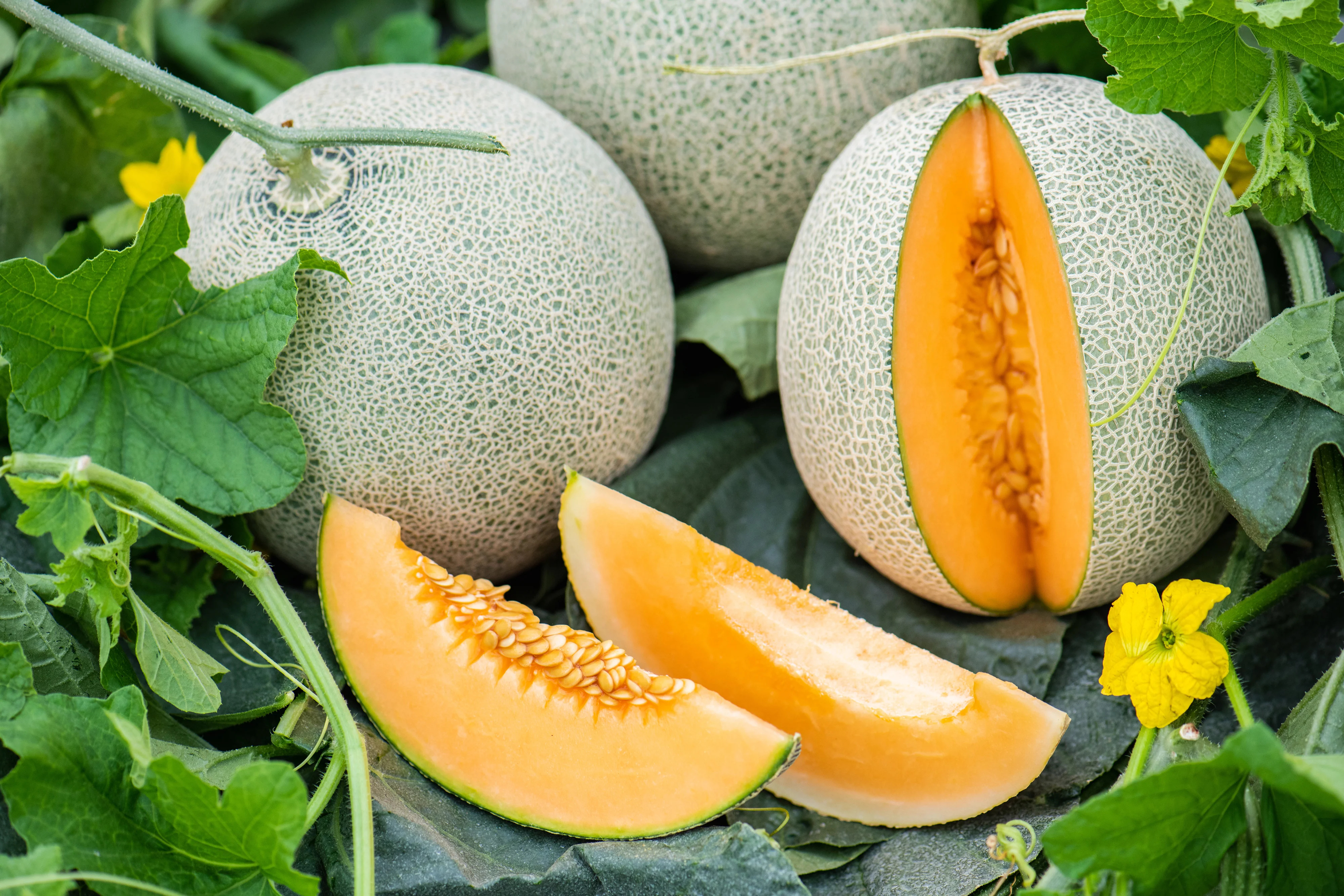 Delicious 51 Cantaloupe